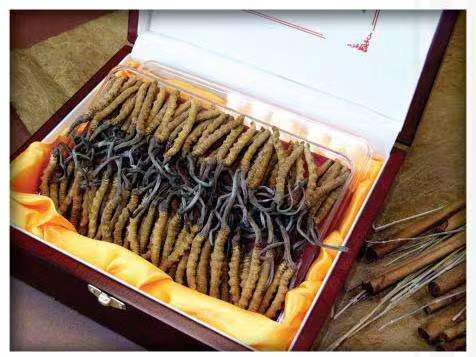 始兴冬虫夏草回收